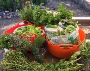 Green Vegetables in red bins