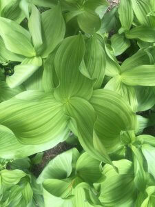 Corn Lily Close Up