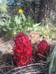 Snow Plant