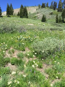 Wild Flower Field rotated