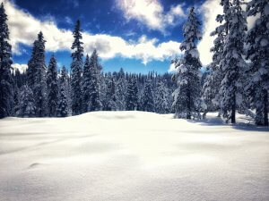 snowy forest