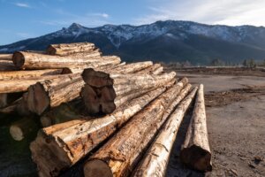 Housing, Cross Laminated Timber, CLT, climate change, forest health, tahoe, truckee real estate