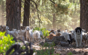Forest health pilot project in Truckee California with sheep and goats