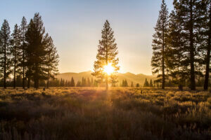 Martis Valley Forest Health Prescribed Burn