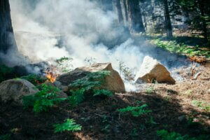 Prescribed Burn Controlled Burn Sierra