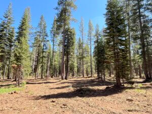 Healthy Forest that has been thinned out