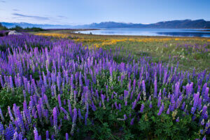 Spring Tahoe Lupins Wildflowers Lake Mountains