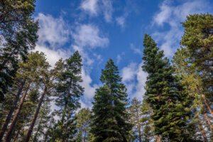 Impact Investing, philanthropy will save our forests and interconnected issues in Tahoe Truckee.