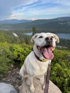 dog sitting on a rock near lake tahoe