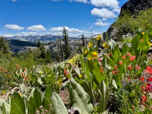 colorful wildflowers in the mountains near Tahoe Truckee